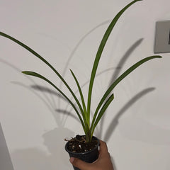 Cymbidium Hot Island (Mericlone)