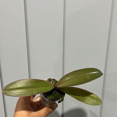 Phalaenopsis Carrotcake (Healthy Mericlone)