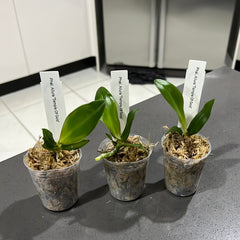 Phalaenopsis Allura 'Temple of Gold' (Waxy Fragrant Novelty)