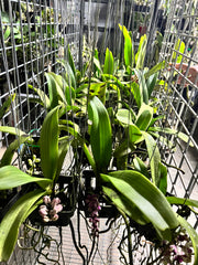 FLOWERING/ IN SPIKE RHYNCHOSTYLIS (FOXTAIL ORCHIDS)