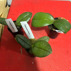 PACK OF 3 MOTTLED PHALAENOPSIS HYBRIDS
