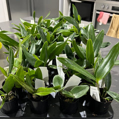 Ctt. Fine Choice 'Topaz Terrific' (Beautiful hybrid)