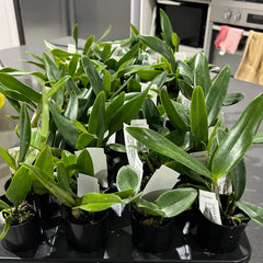 PACK OF 3 SPOTTY CATTLEYAS (BEAUTIFUL HYBRIDS)