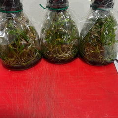 Dendrobium roslii x sib (FLASK/TISSUE CULTURE 25 PLANTS)