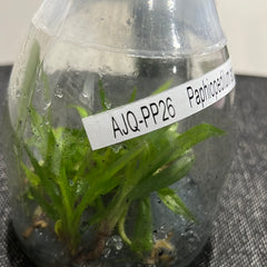 Paphiopedilum spicerianum "leaf small" FLASK