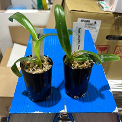 Paph. St Swithin 'Bear-1' x Paph. Wossner Black Wings 'Bear' (RARE MULTIFLORAL TYPE)