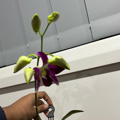 Dendrobium Earsakul (IN BLOOM!)