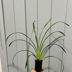 Cymbidium Lucens Flavo (Pure Yellow)