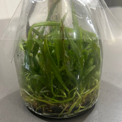 C. eldorado concolor Clori x C. eldorado f. alba Miki