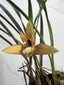 Maxillaria sp. from Brazil