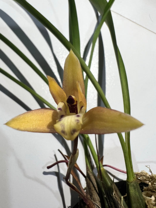 Maxillaria sp. from Brazil