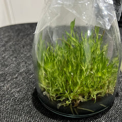 Ctyh. Orange Stardust Masumi SQ/JOGA flask