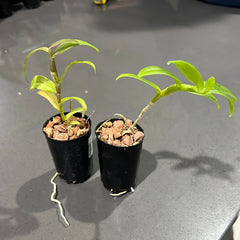 Dendrobium Anosmum (Pink x Blue Lip)