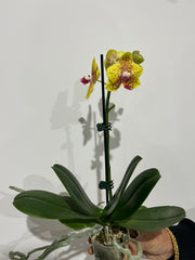 Phalaenopsis Cleopatra with Spots (BLOOMING NOW)