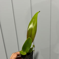 Rlc. Hey Song 'Amazing Thailand'