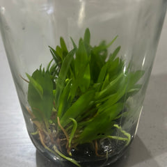 Acianthera pubescens FLASK/TISSUE CULTURE