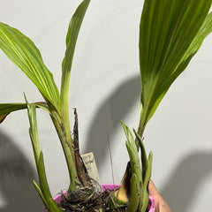 Phaius Lady Ramona Harris ‘Here’s Looking at You’ (BLOOMING SIZE)
