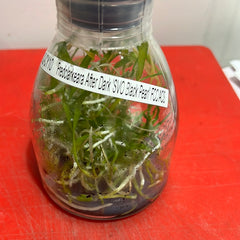 Fredclarkeara After Dark 'Black Pearl' (FLASK/TISSUE CULTURE 25 PLANTS)