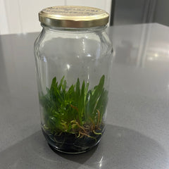 Acianthera pubescens FLASK/TISSUE CULTURE