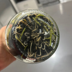 Phaius australis FLASK/TISSUE CULTURE