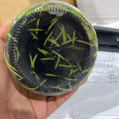 Cattleya Dowiana aurea (FLASK/TISSUE CULTURE 20+ PLANTS)