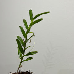 Jumellea comorensis (Easy to Grow Species)