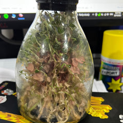 Anoectochilus roxburghii hayata ‘Red stem Pointed leaves’ MERICLONED (FLASK/TISSUE CULTURE 20+ PLANTS)