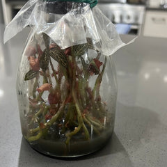 Ludochilus Dominyi x Anoectochilus roxburghii (FLASK/TISSUE CULTURE)