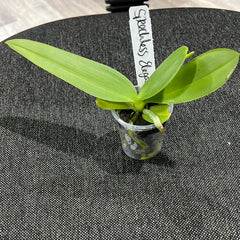 IN SPIKE! - Phalaenopsis Speechless Elegance (Healthy Mericlone)