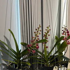 Perreiraara Bangkok Sunset x Ren. Storiei (IN BLOOM)