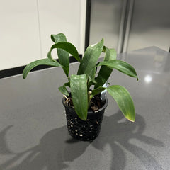 Gomesa Alouska Claire