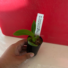 Rlc. Chyong Guu Linnet x Rlc. Kinmen Taiwushan (Beautiful Cattleya Hybrid)