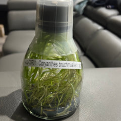 Coryanthes bruchmuelleri x sib - Flask EXTREMELY FRAGRANT