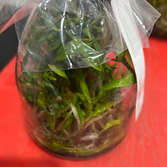 Dendrobium roslii x sib (FLASK/TISSUE CULTURE 25 PLANTS)