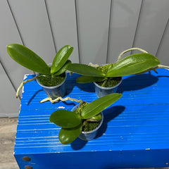 Phalaenopsis Black Stripes (Healthy Mericlone)