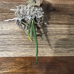 Trichocentrum jonesianum (Species from Brazil)