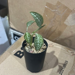 Anoectodes Charlotte's Web (Jewel Orchid)