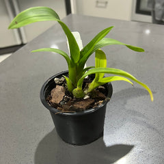 Oncidium Gilded Tower 'Mystic Maze