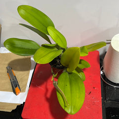 IN BUD! Bulbophyllum echinolabium (native to Sulawesi and Borneo) LARGE FLOWER