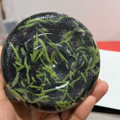 Cym. goeringii Hung Jin Da Fu Cui (FLASK/TISSUE CULTURE 25 PLANTS)