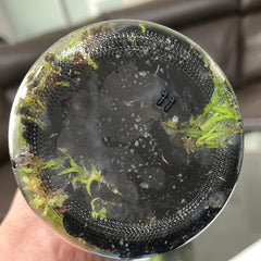 TOP Flask - Onc. Twinkle 'Oro'