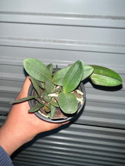 Cattleya Schilleriana (FRAGRANT AND RARE SPECIES) EXTINCT IN NATURE!