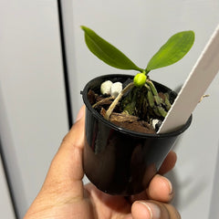 Phalaenopsis lobbii (IN BUD NOW!) SPECIES FROM INDIA