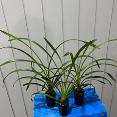 Cymbidium Lucens Flavo (Pure Yellow)