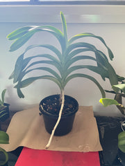 Mature Flowering Size Vanda ustii (Species from Philippines)