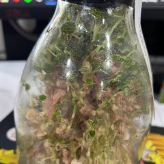 Anoectochilus roxburghii hayata ‘Red stem Pointed leaves’ MERICLONED (FLASK/TISSUE CULTURE 20+ PLANTS)