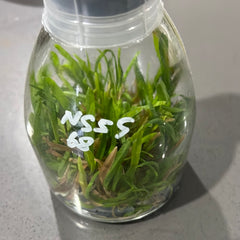 Angraecum didieri FLASK 25+ PLANTS (SPECIES)