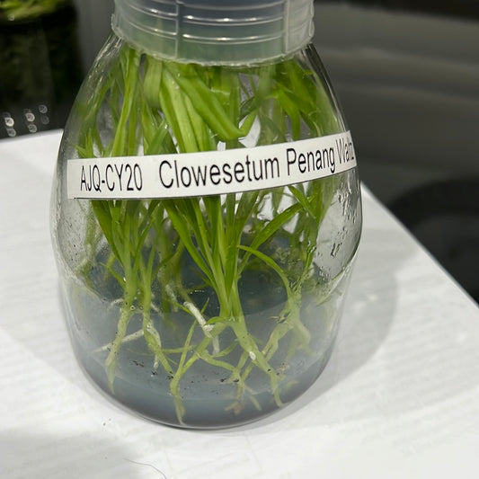 TOP Flask - Clowesetum Penang Waltz