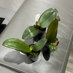 Phalaenopsis Aquarelle (Mottled Leaved) RARE