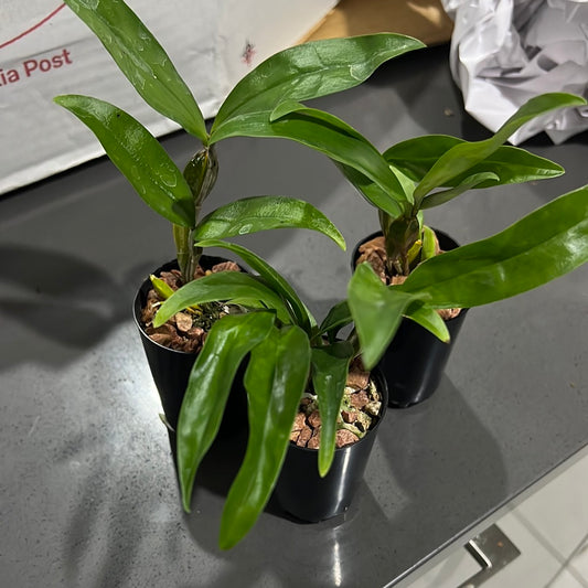Dendrobium Farmeri